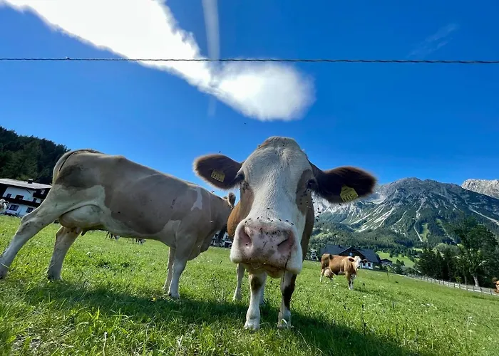 Otel Moeslehnerhof Ramsau am Dachstein