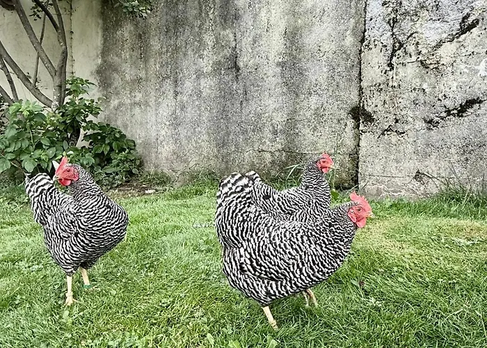 Moeslehnerhof Otel Ramsau am Dachstein